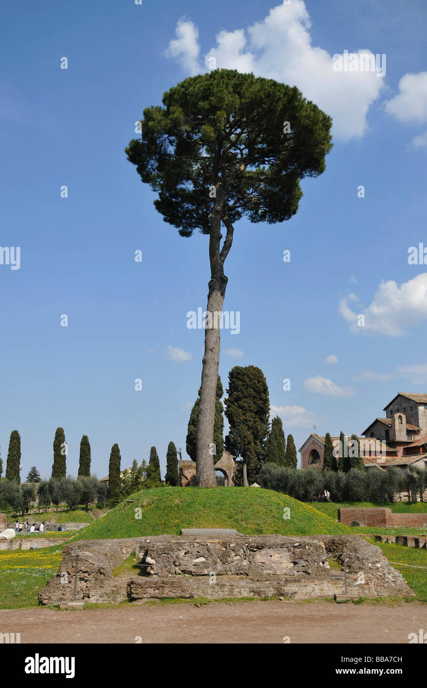 Solitary high tree, Palatine Hill, Historic City, Rome, Italy Stock Photo