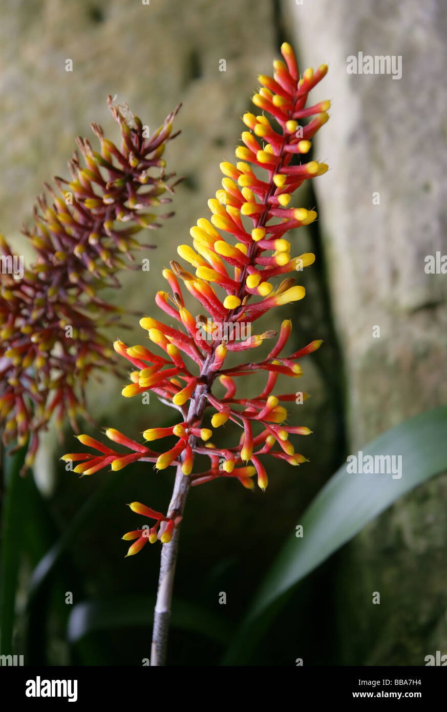 Aechmea winkleri, Bromeliaceae, Southern Brazil, South America Stock Photo