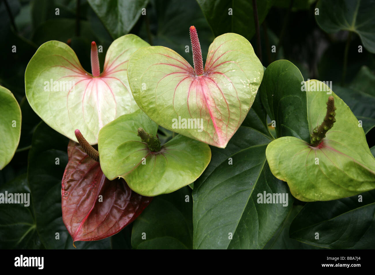 Flamingo Flower aka Tail Flower or Banner Plant, Anthurium andreanum, Araceae, Central and South America Stock Photo