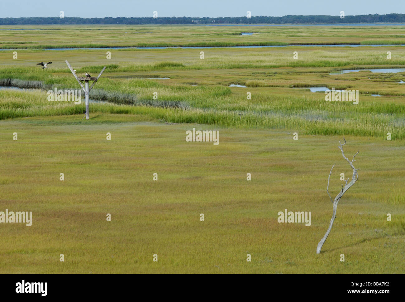 Coastal salt marsh The Wetlands Institute Stone Harbor New Jersey with an active osprey nest Stock Photo