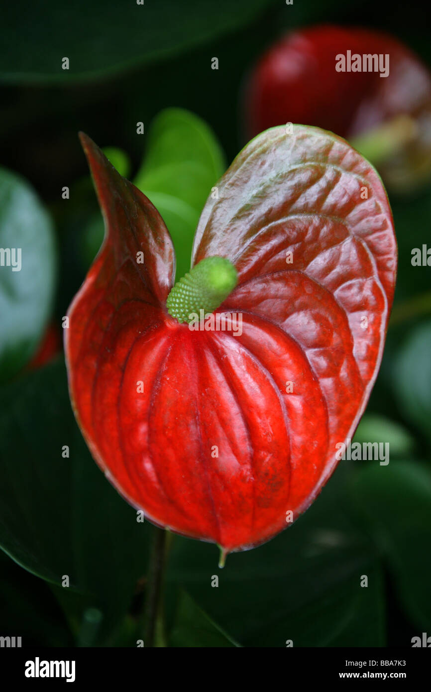 Flamingo Flower aka Tail Flower or Banner Plant, Anthurium sp., Araceae, Central and South America Stock Photo