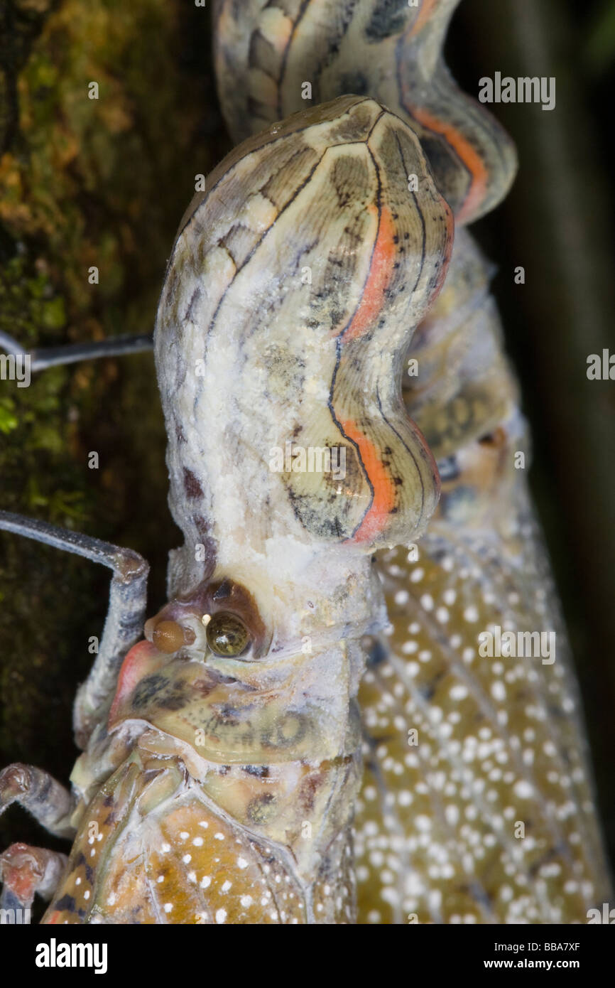 Close-up of the head of a Peanut-headed Lanternfly (Fulgora laternaria) Stock Photo