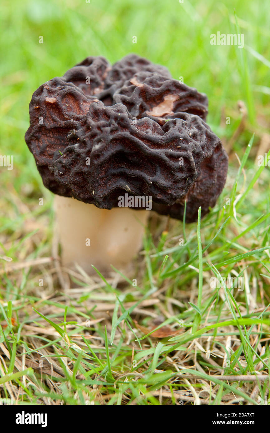 False morel hires stock photography and images Alamy