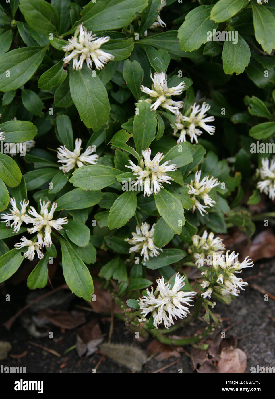 Japanese Spurge, Pachysandra terminalis, Buxaceae, North and Central China and Japan Stock Photo