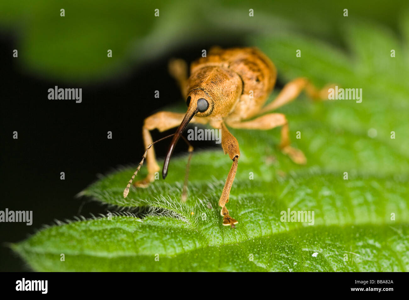 Acorn Weevil (Curculio venosus) on a nettle leaf Stock Photo