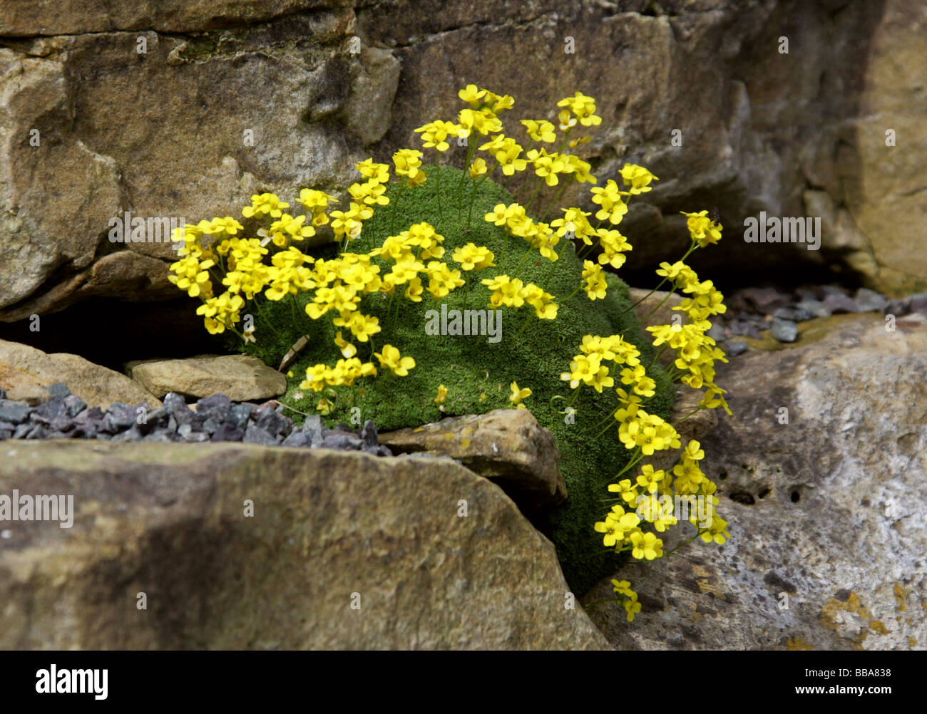 Whitlow-grass, Draba bryoides, Brassicaceae, Caucasus Stock Photo