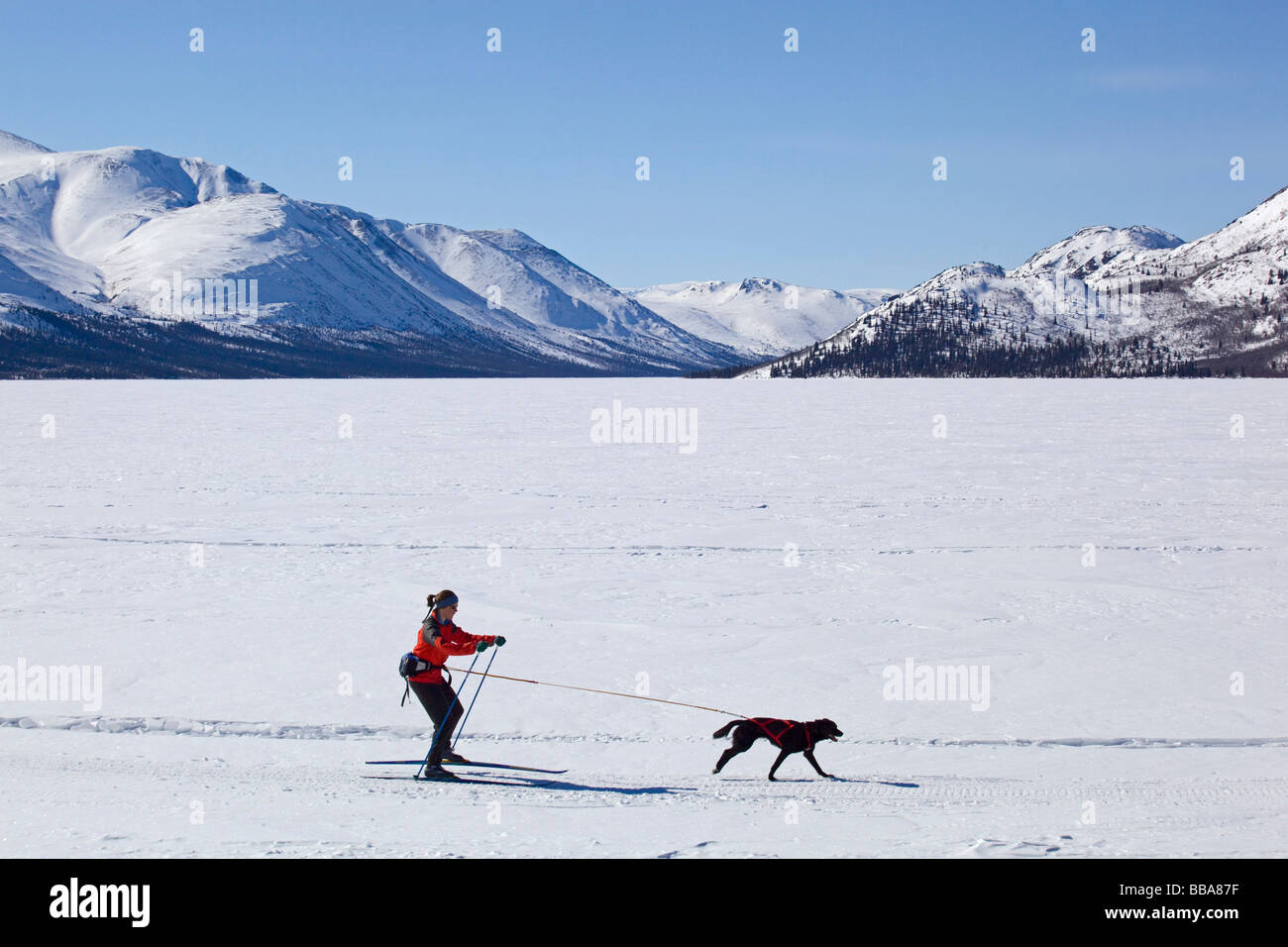 Woman skijoring, cross country skiing, with a sled dog, Fish Lake, Yukon Territory, Canada Stock Photo