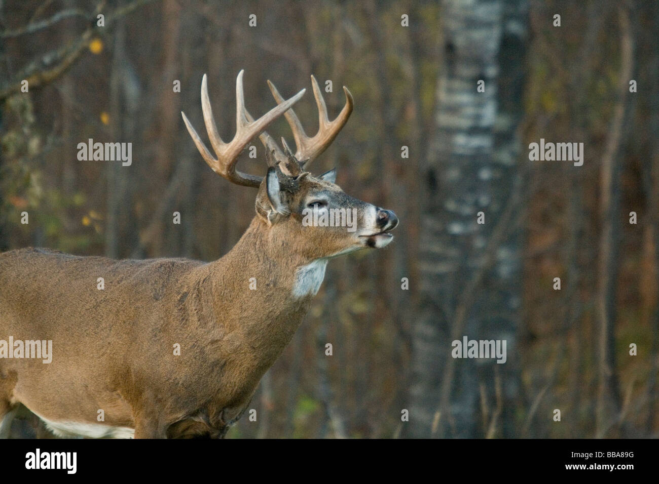 White-tailed buck performing flehmen Stock Photo - Alamy