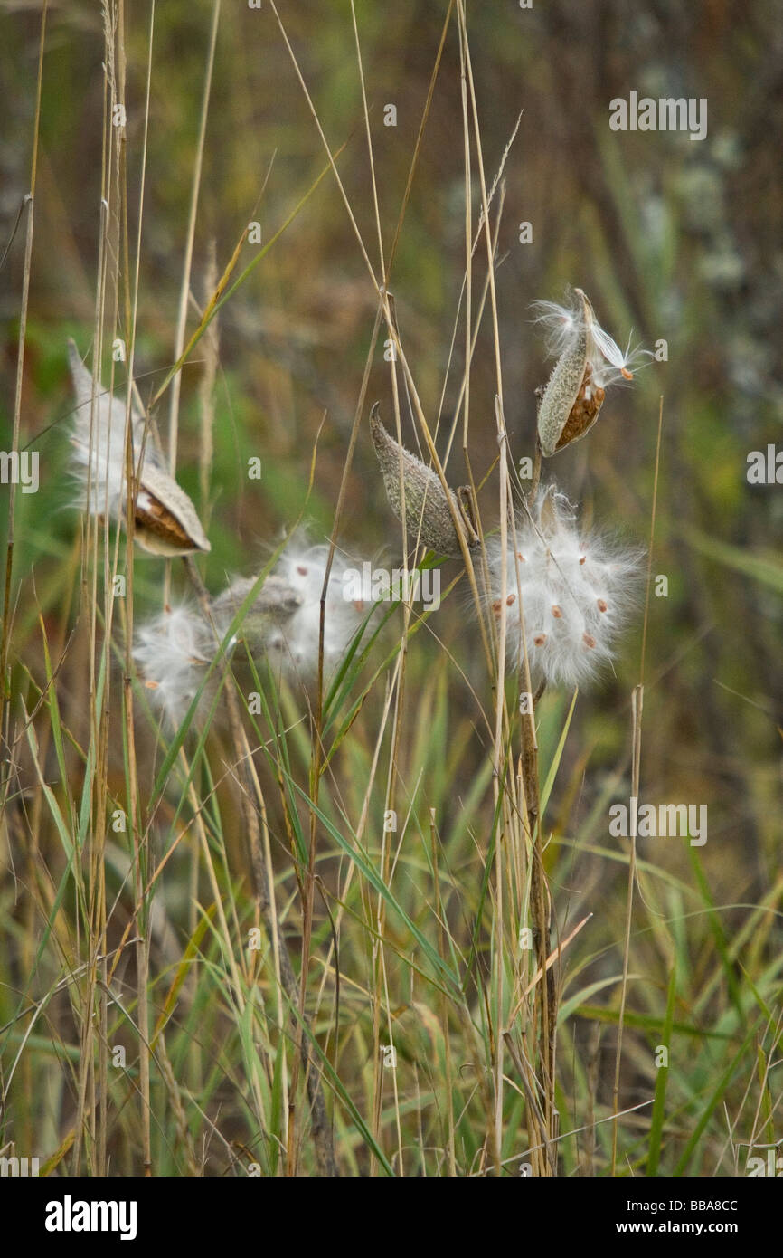 Milkweed pods Stock Photo