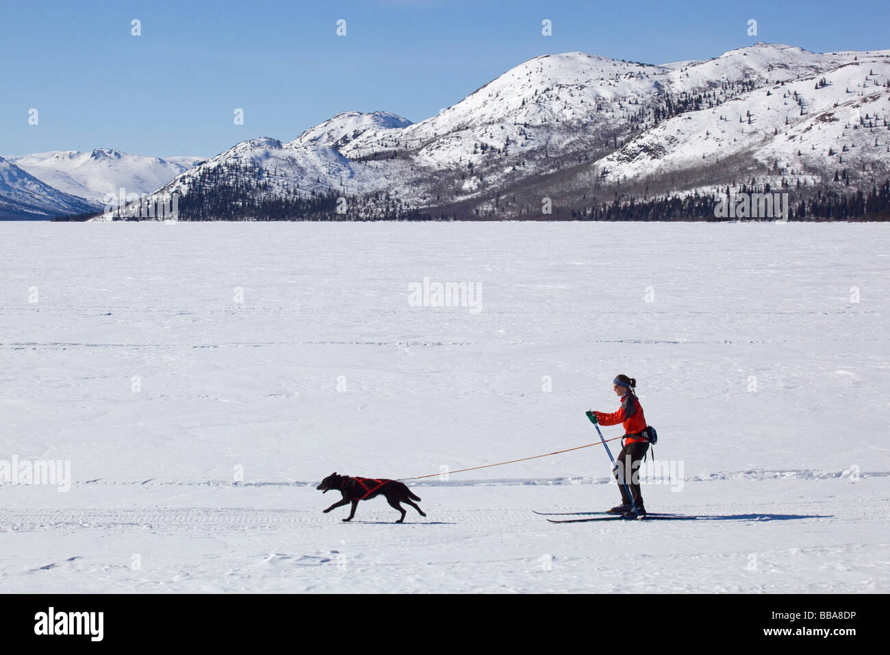 Woman skijoring, cross country skiing, with a sled dog, Fish Lake, Yukon Territory, Canada Stock Photo