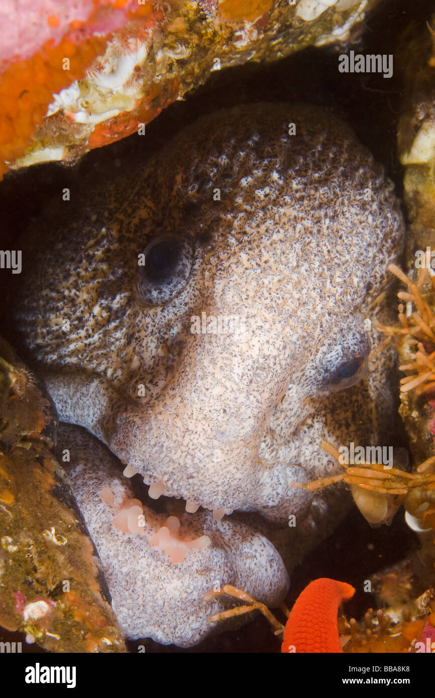 Wolf eel Anarrhichthys ocellatus Southeast Alaska Stock Photo Alamy