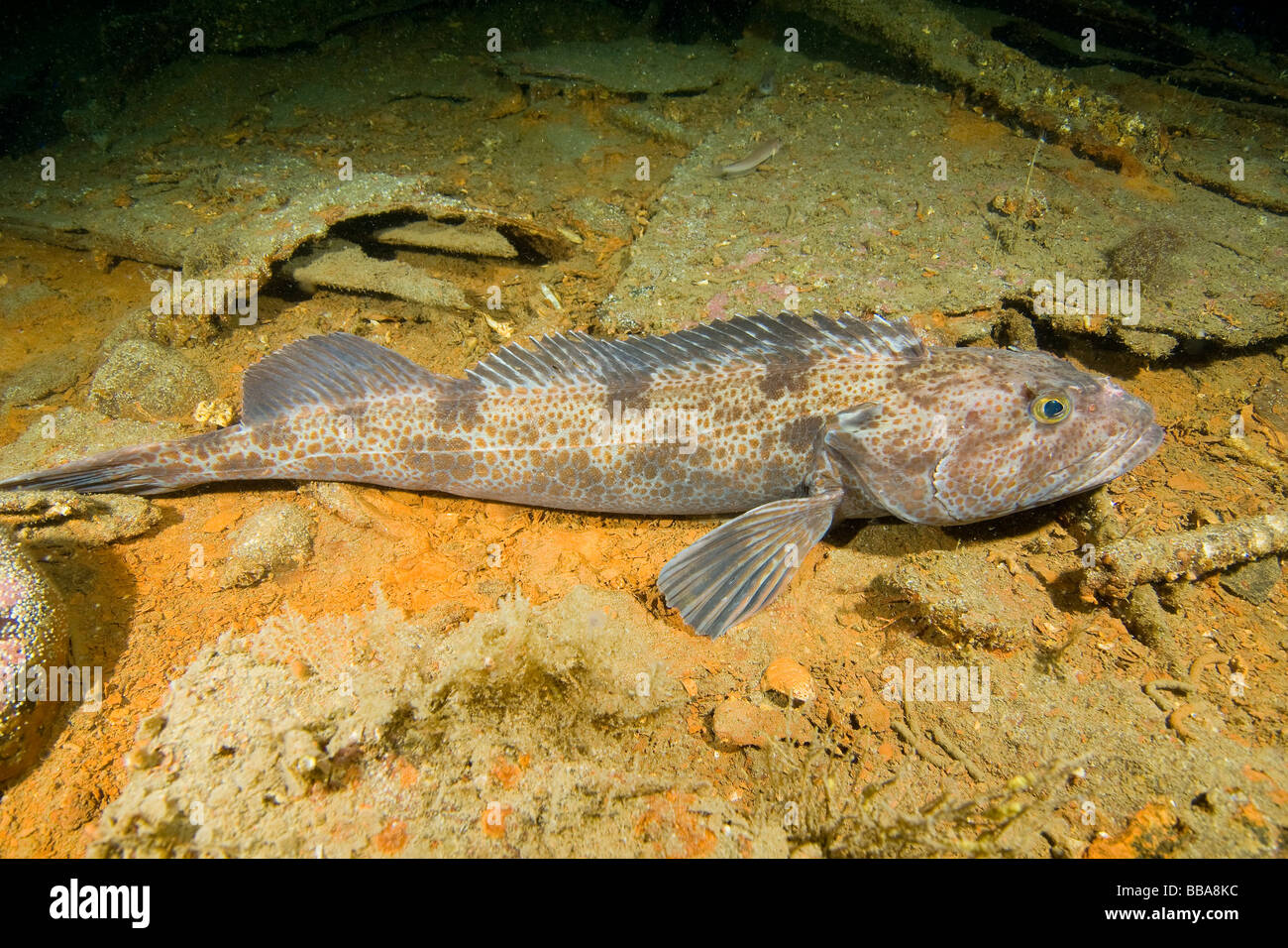 Freshwater Ling Fish