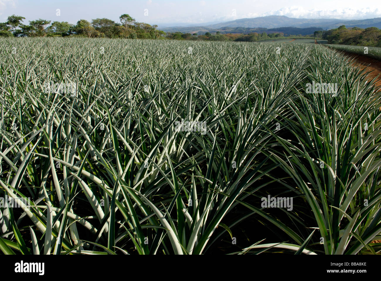 Pineapple plantation southern Costa Rica Stock Photo