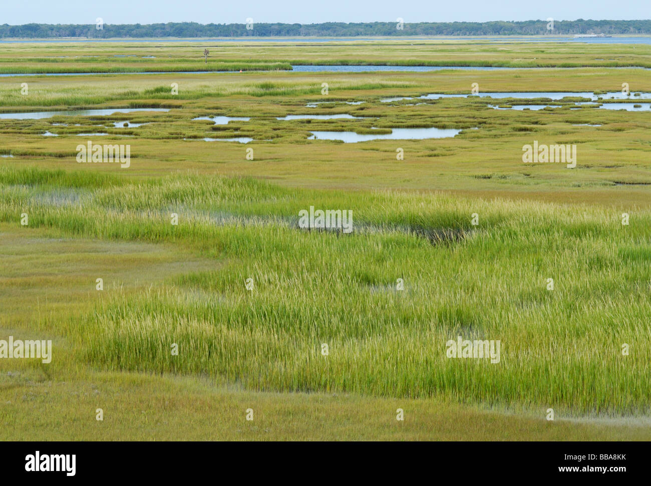 Coastal salt marsh The Wetlands Institute Stone Harbor New Jersey Stock Photo