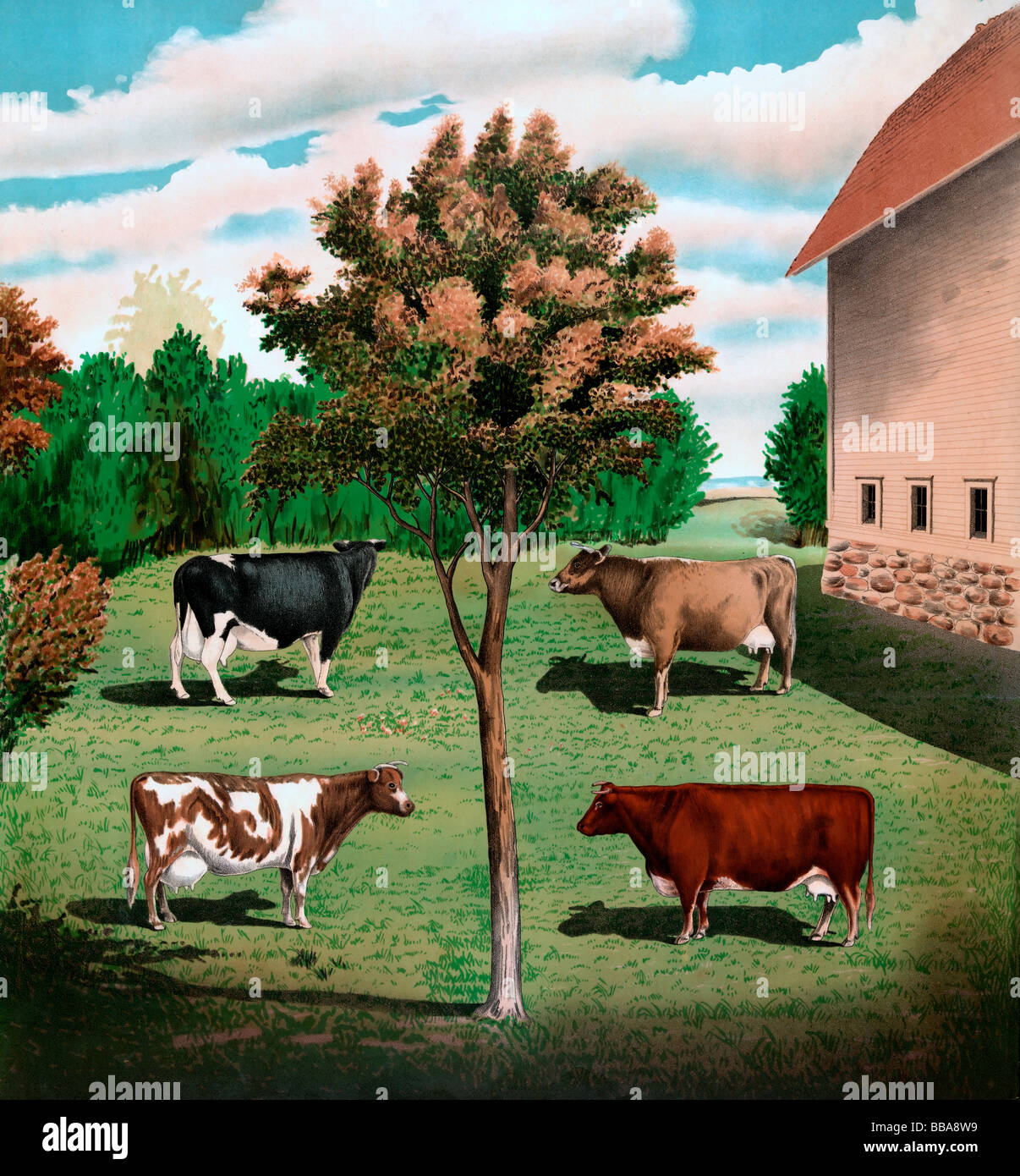 Typical cows - Illustration of four cows - Jersey, Holstein, Ayrshire, Short-horn Stock Photo