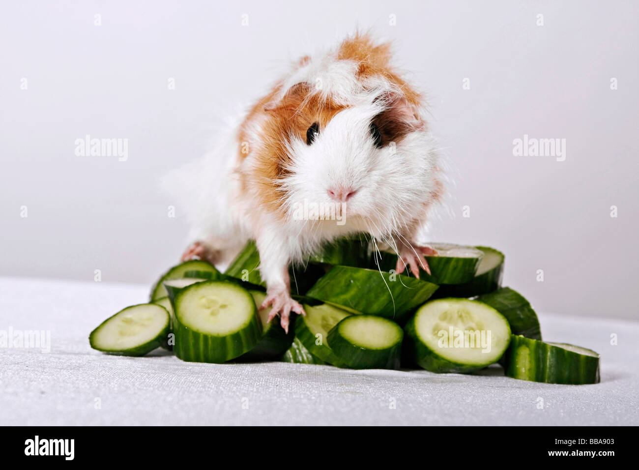 Are cucumbers good top for guinea pigs