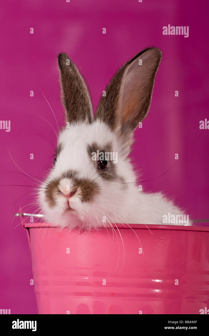 Rabbit in a pink bucket Stock Photo
