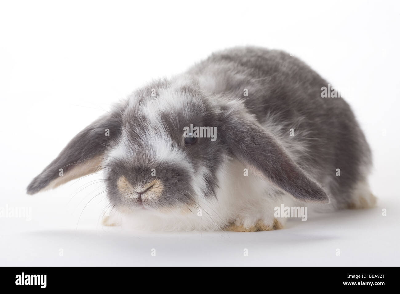 spotted bunny isolated on white Stock Photo