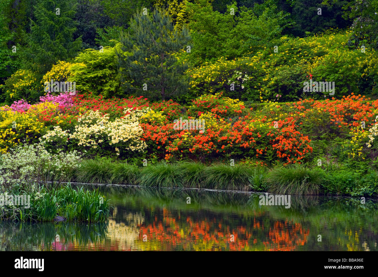 East Bank Of  Engine Pond at Leonardslee Gardens West Sussex England with Various Colours Azalea Shrubs Reflected In The Water Stock Photo