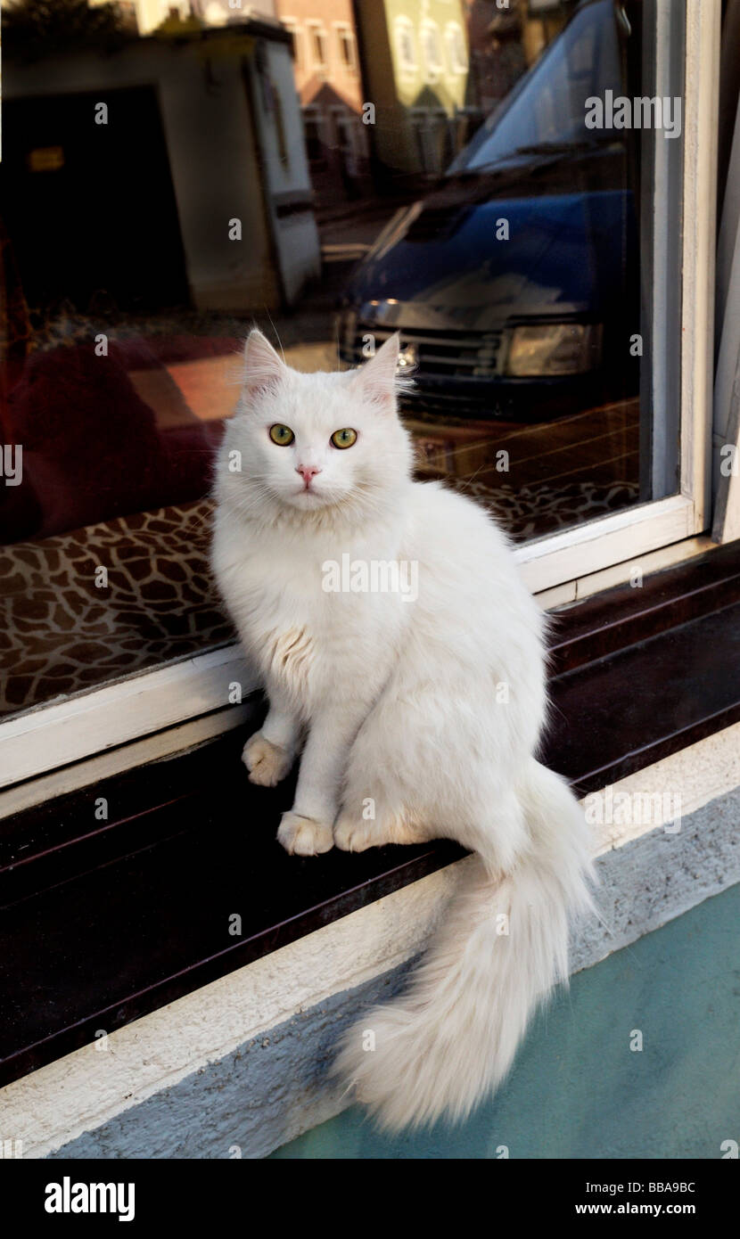 White cat on a windowsill Stock Photo