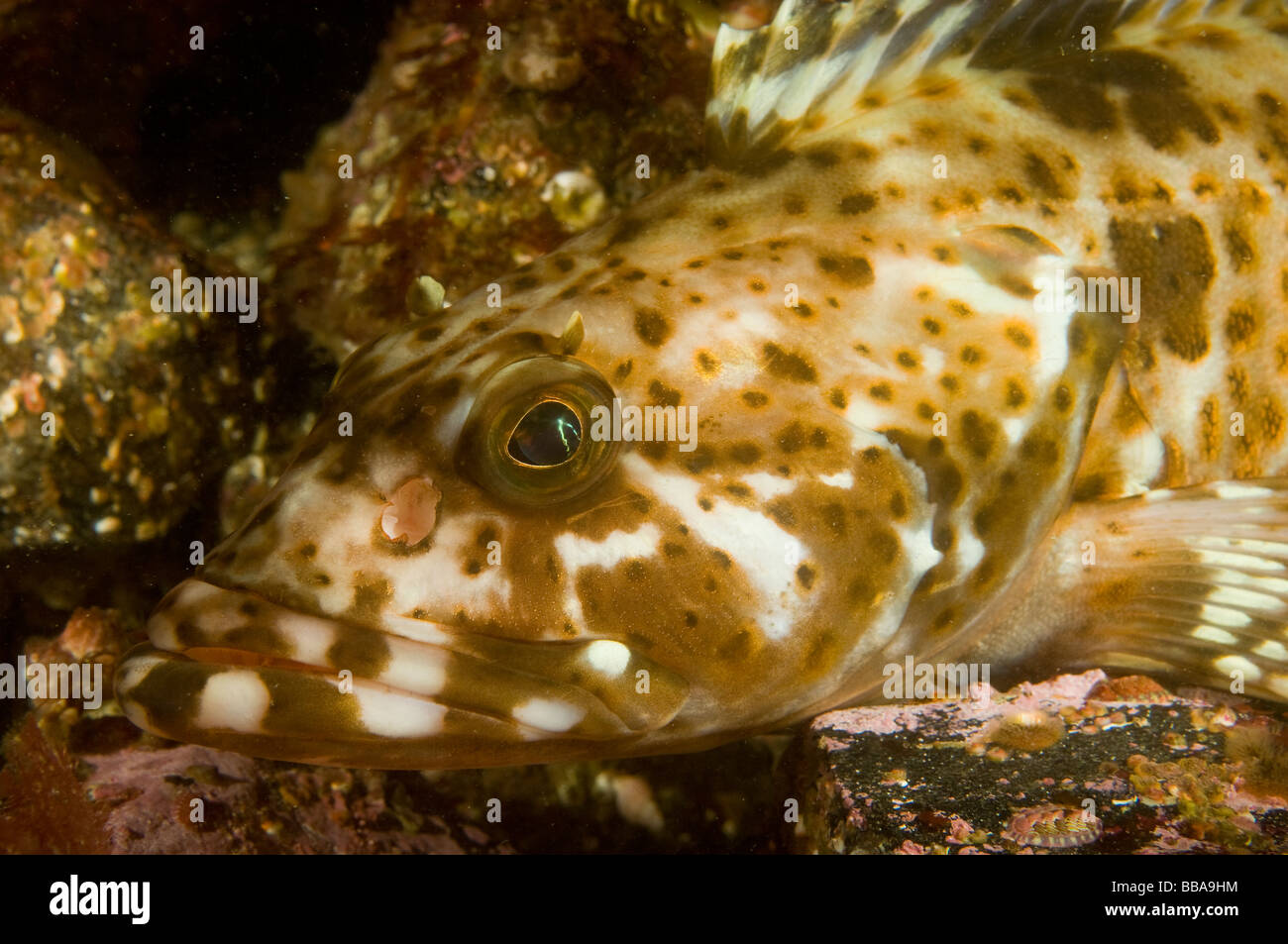 Lingcod Ophiodon elongatus Southeast Alaska Stock Photo