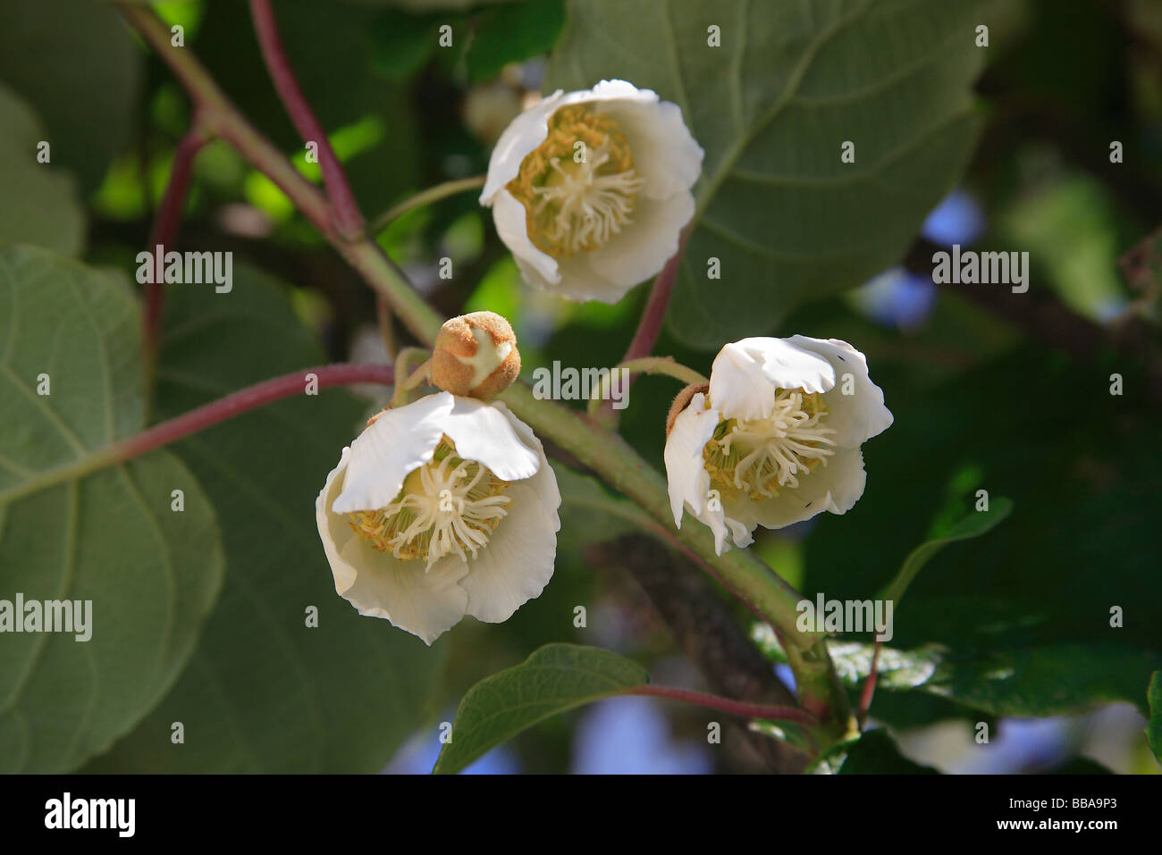 Flower of Kiwifruit vine Stock Photo Alamy