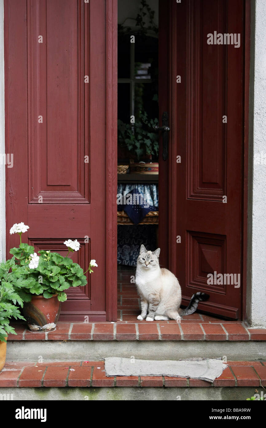 Cat sits at old house entrance, Sorbian farming museum Stock Photo