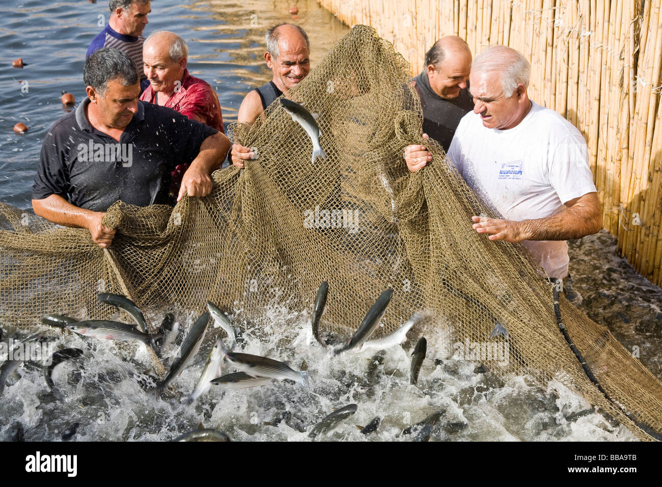 Fishermen of the 'Peschiera Ponti' at 'Stagno di Cabras', capturing mullet, Cabras, province of Oristano, Sardinia, Italy Stock Photo