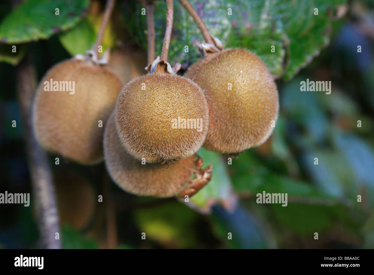 Kiwi fruit harvest new zealand hires stock photography and images Alamy