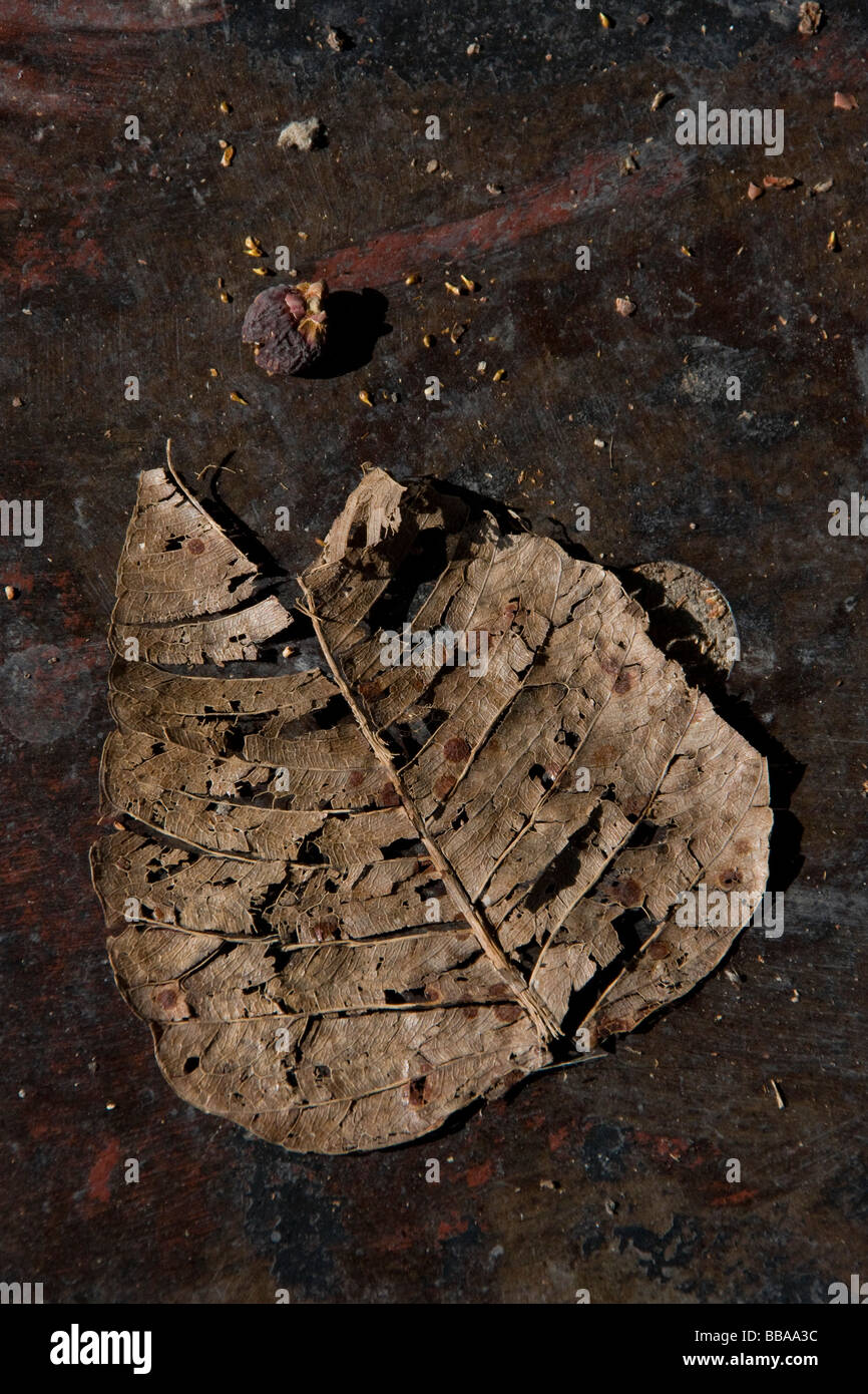 IMG 3677,rotten leaf Stock Photo