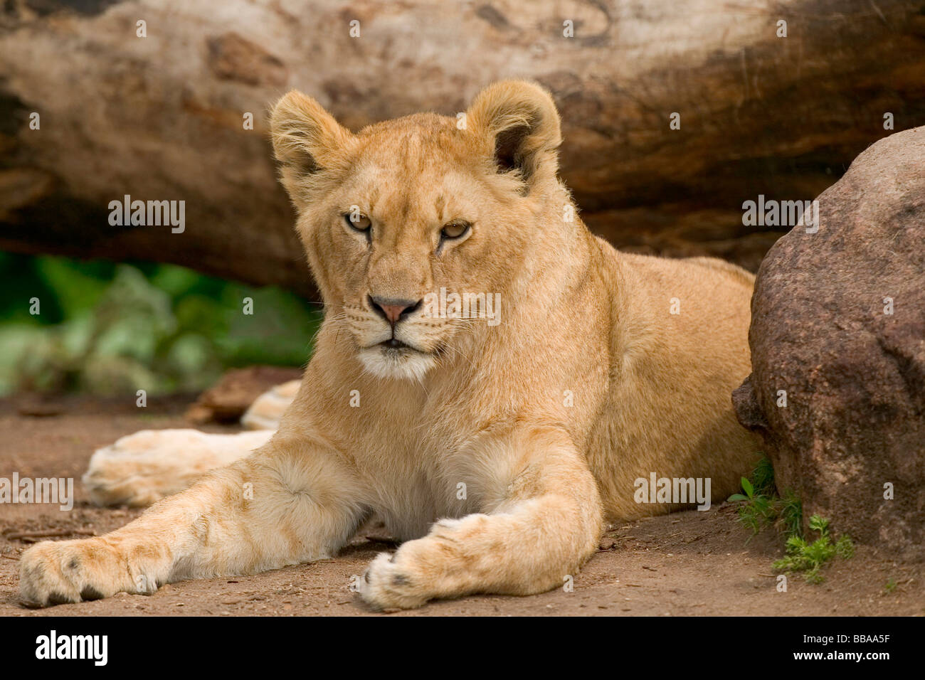 Lion (Panthera leo) Stock Photo