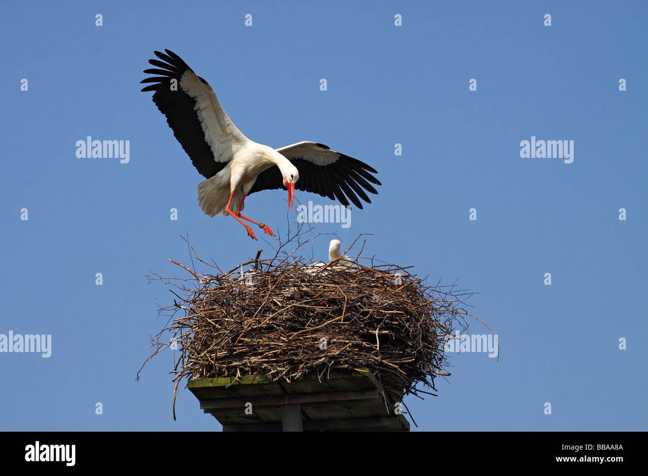 White stork (Ciconia ciconia) flying to nest, nesting and breeding white storks, stork village Bergenhusen, Schleswig-Holstein, Stock Photo