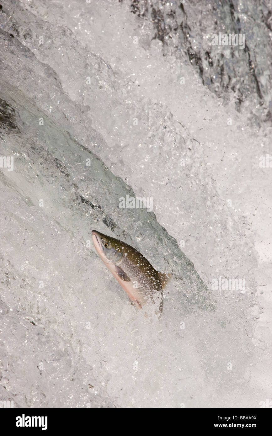 Sockeye Salmon Jumping Up Waterfall To Spawn Oncorhynchus Nerka Katmai National Park Alaska