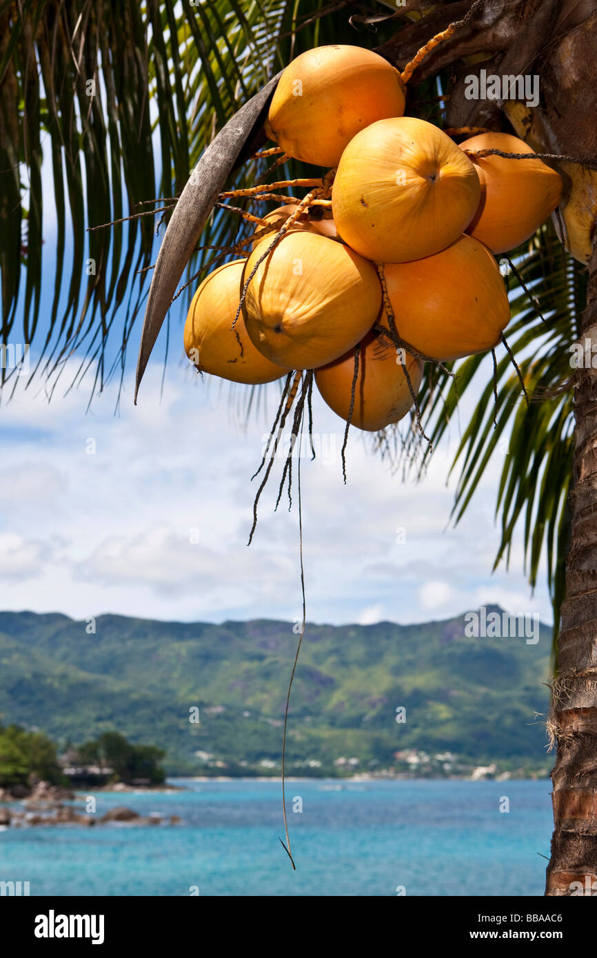 Coconut (Cocos nucifera), Beau Vallon Bay at back, Mahé Island, Seychelles, Indian Ocean, Africa Stock Photo