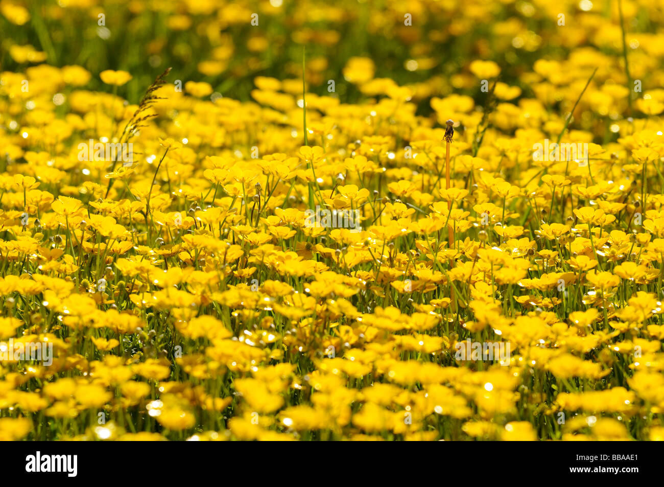 Buttercup Patch High Resolution Stock Photography and Images - Alamy