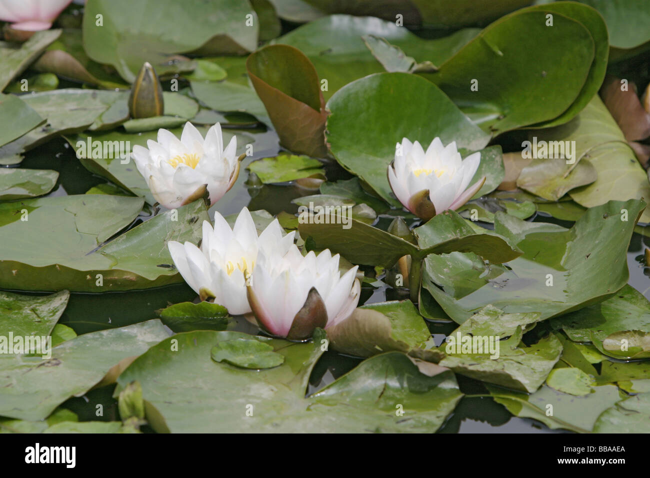White water lilies Nymphaea virginalis in a pond Stock Photo