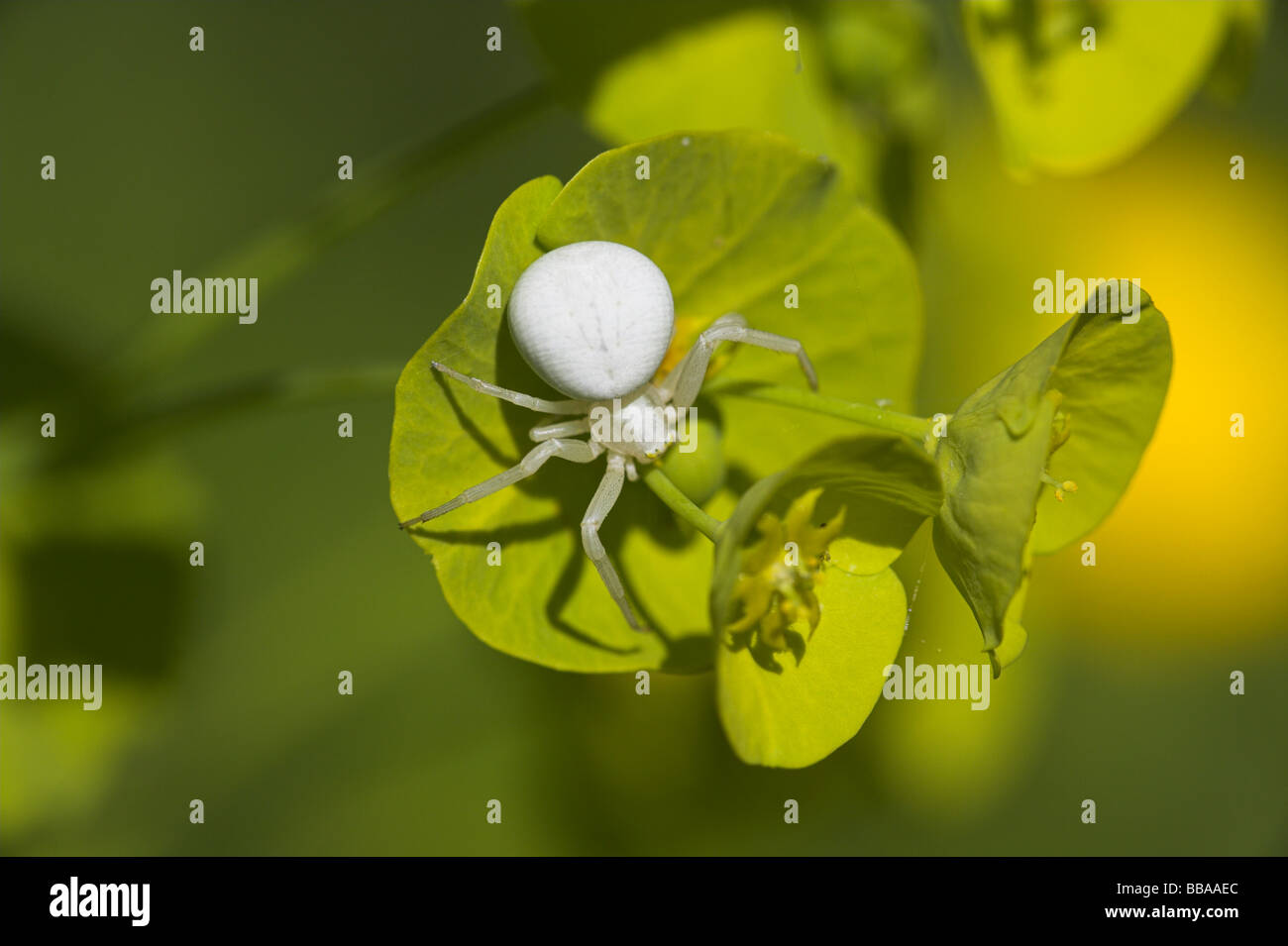 Crab spider uk hi-res stock photography and images - Alamy