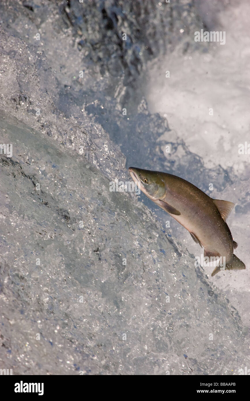 Sockeye Salmon jumping up waterfall to spawn Oncorhynchus nerka Katmai