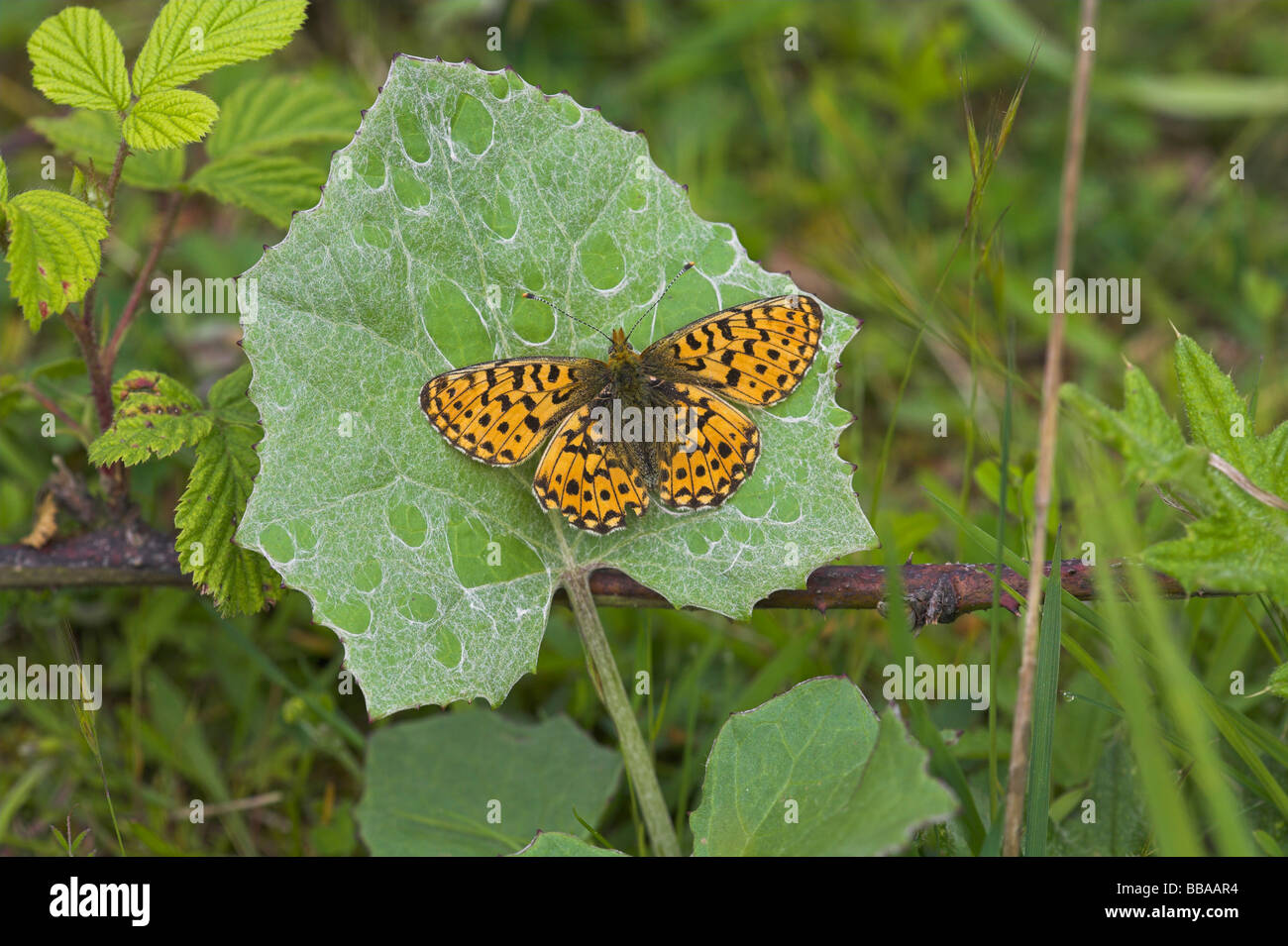 Pearl-bordered Fritillary Boloria euphrosyne perched vegetation at Haugh Wood, Herefordshire in May. Stock Photo