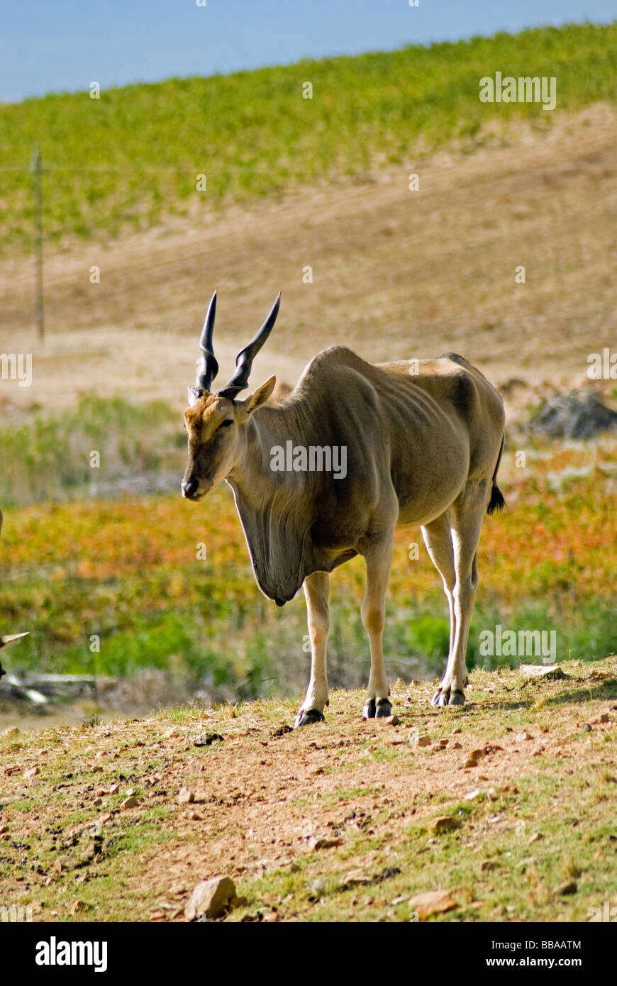 An Eland antelope on game farm near Riebeek Kasteel in the Western Cape, South Africa. Stock Photo