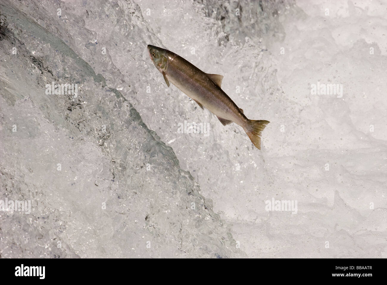 Sockeye Salmon jumping up waterfall to spawn Oncorhynchus nerka Katmai ...