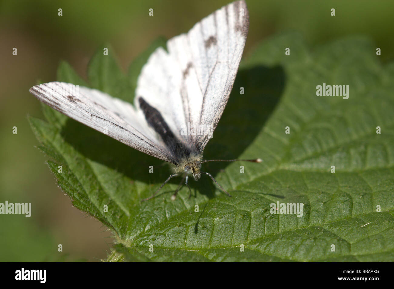 A Wood White (Leptidea sinapis) butterfly sitting on a green leaf. It is a Priority Species due to recent decline in numbers. Stock Photo