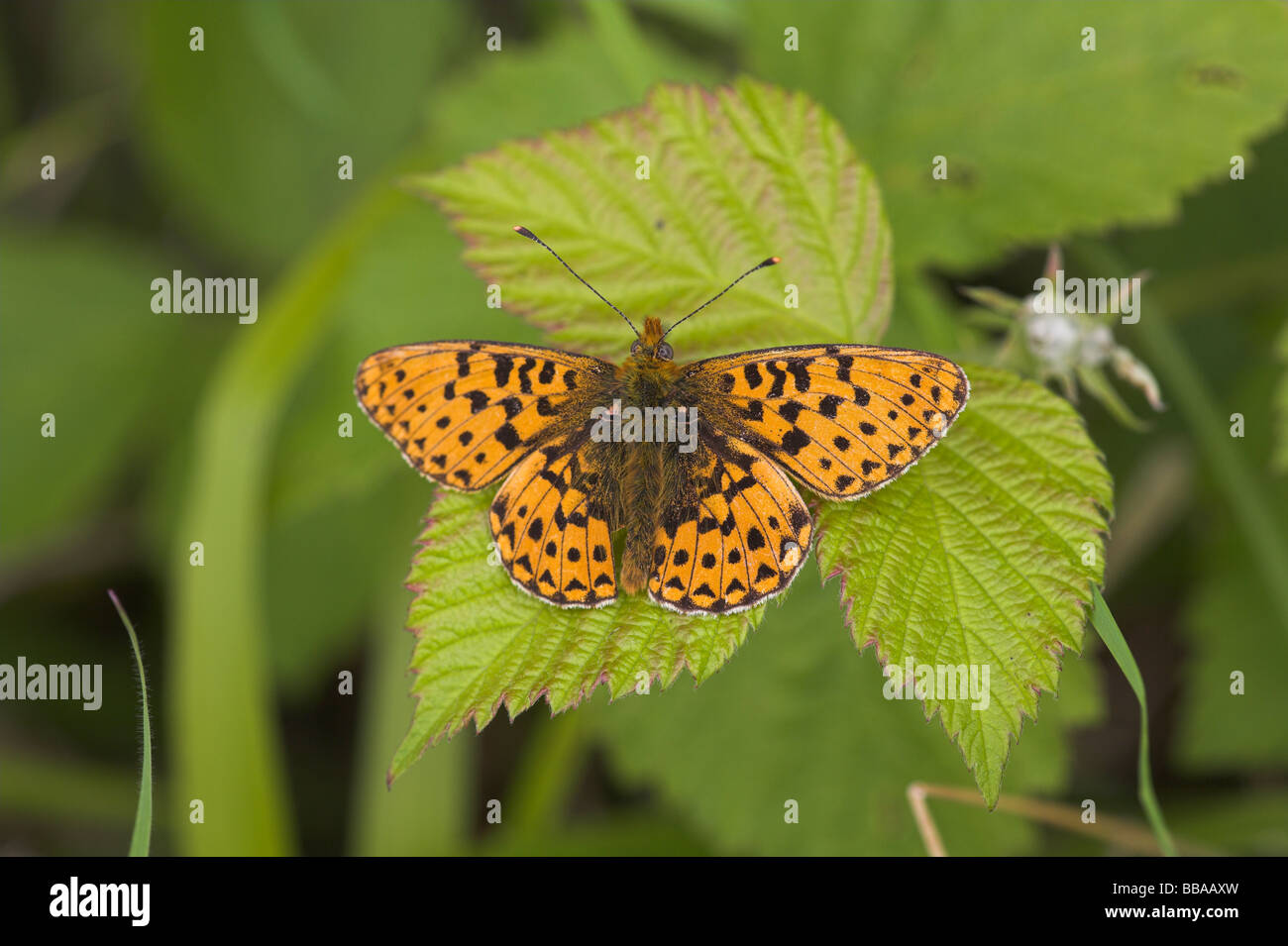 Pearl-bordered Fritillary Boloria euphrosyne perched on bramble at Haugh Wood, Herefordshire in May. Stock Photo