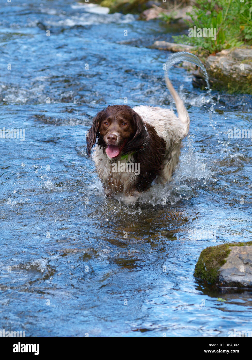 Action shot of a Springer Spaniel running through a river Stock Photo