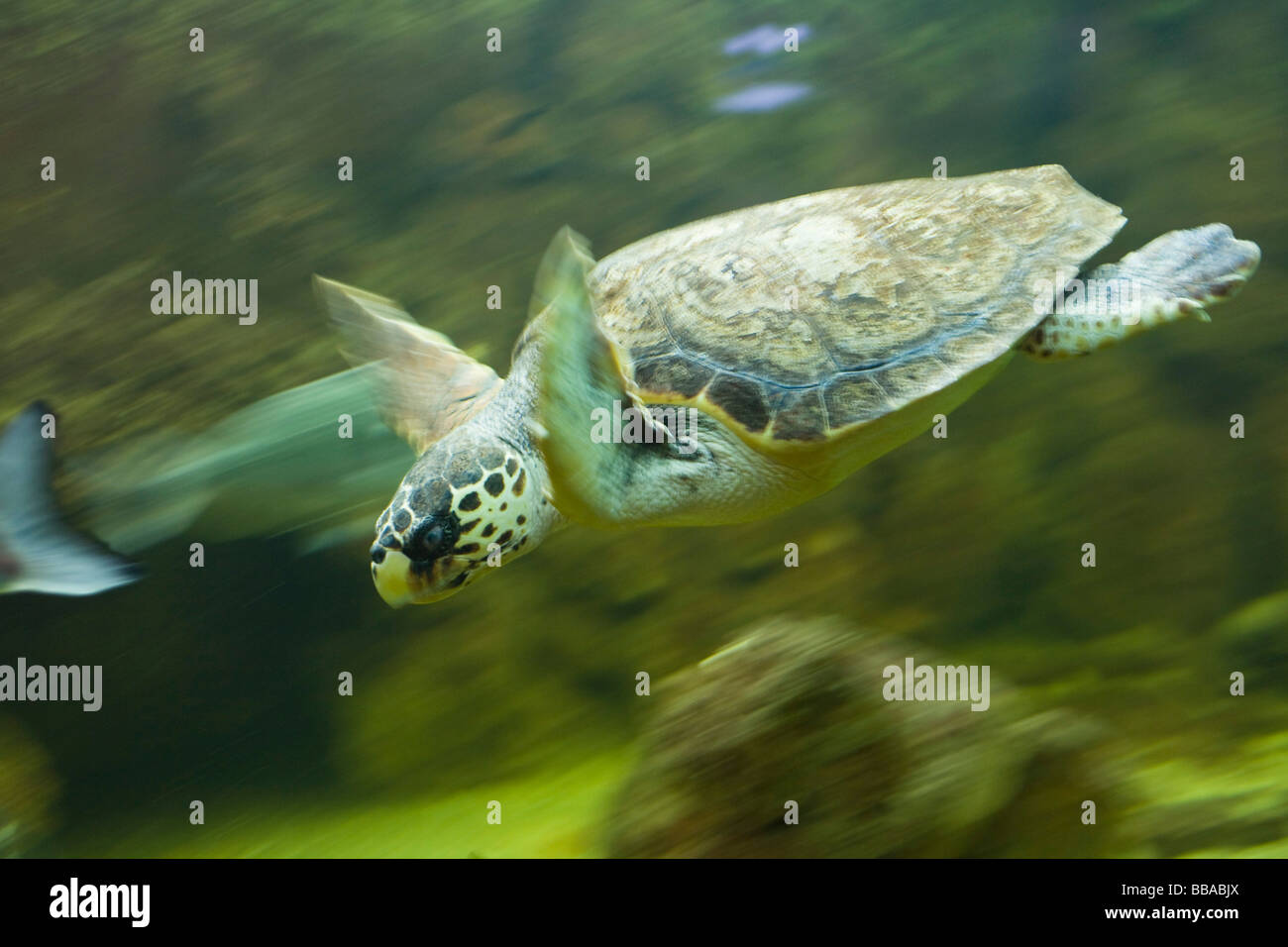 Loggerhead Sea Turtle (Caretta caretta), Italy, Mediterranean Sea, Europe Stock Photo