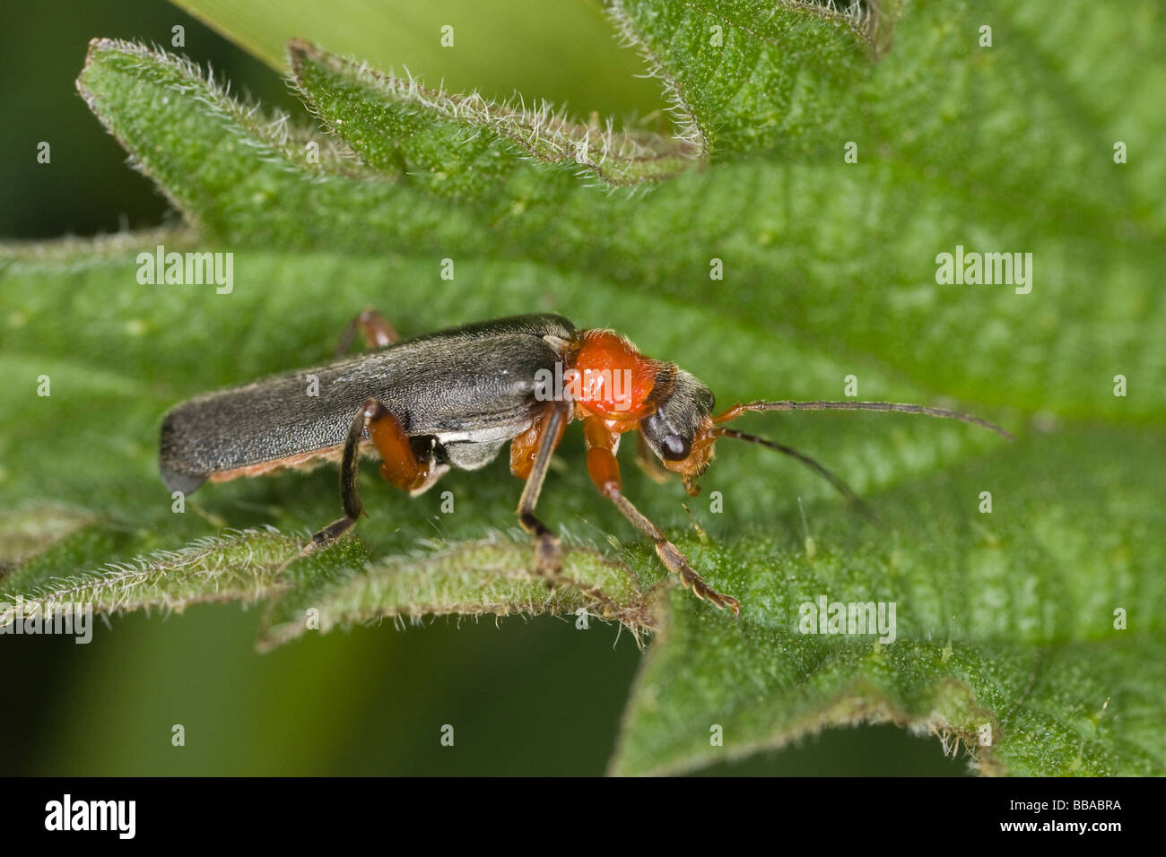 Cantharis pellucida Soldier beetle on a bramble leaf Stock Photo