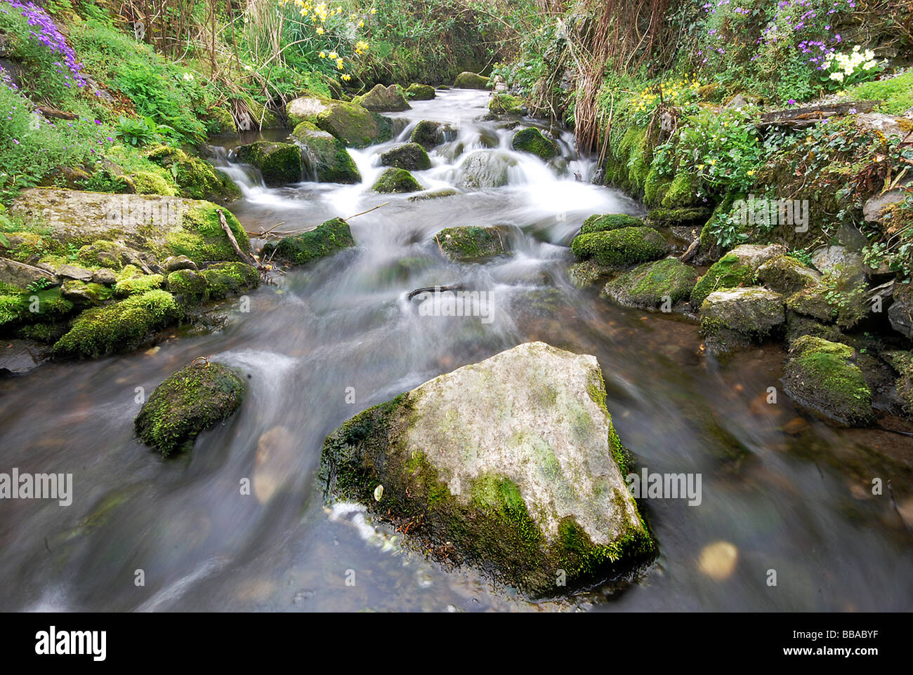 Rocks and Flowers by a clear running country moorland stream Stock Photo