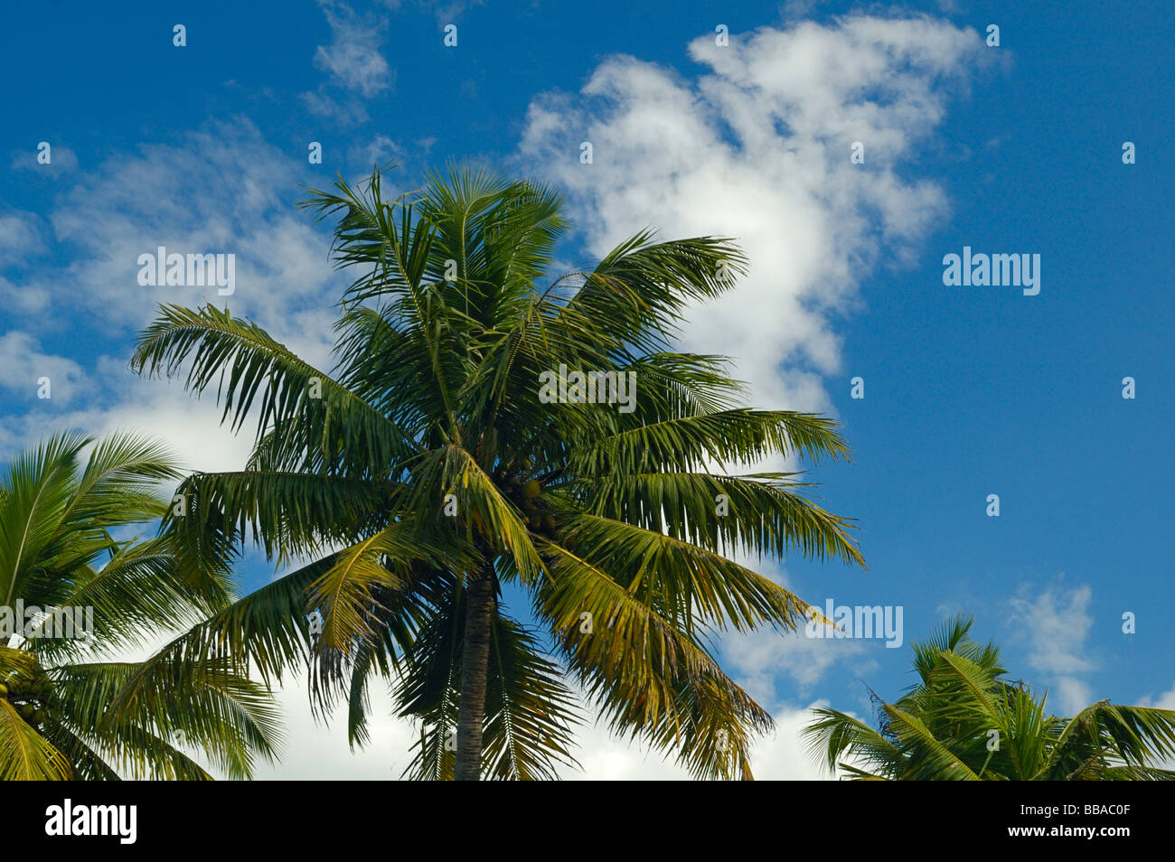 India, Kerala, Backwaters. Palm trees, blue sky and white clouds in the Backwaters. No releases available. Stock Photo