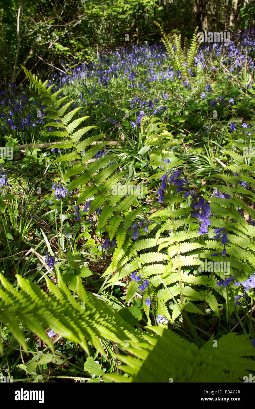Ferns and Bluebells in woodland, South Hams, Devon, UK Stock Photo