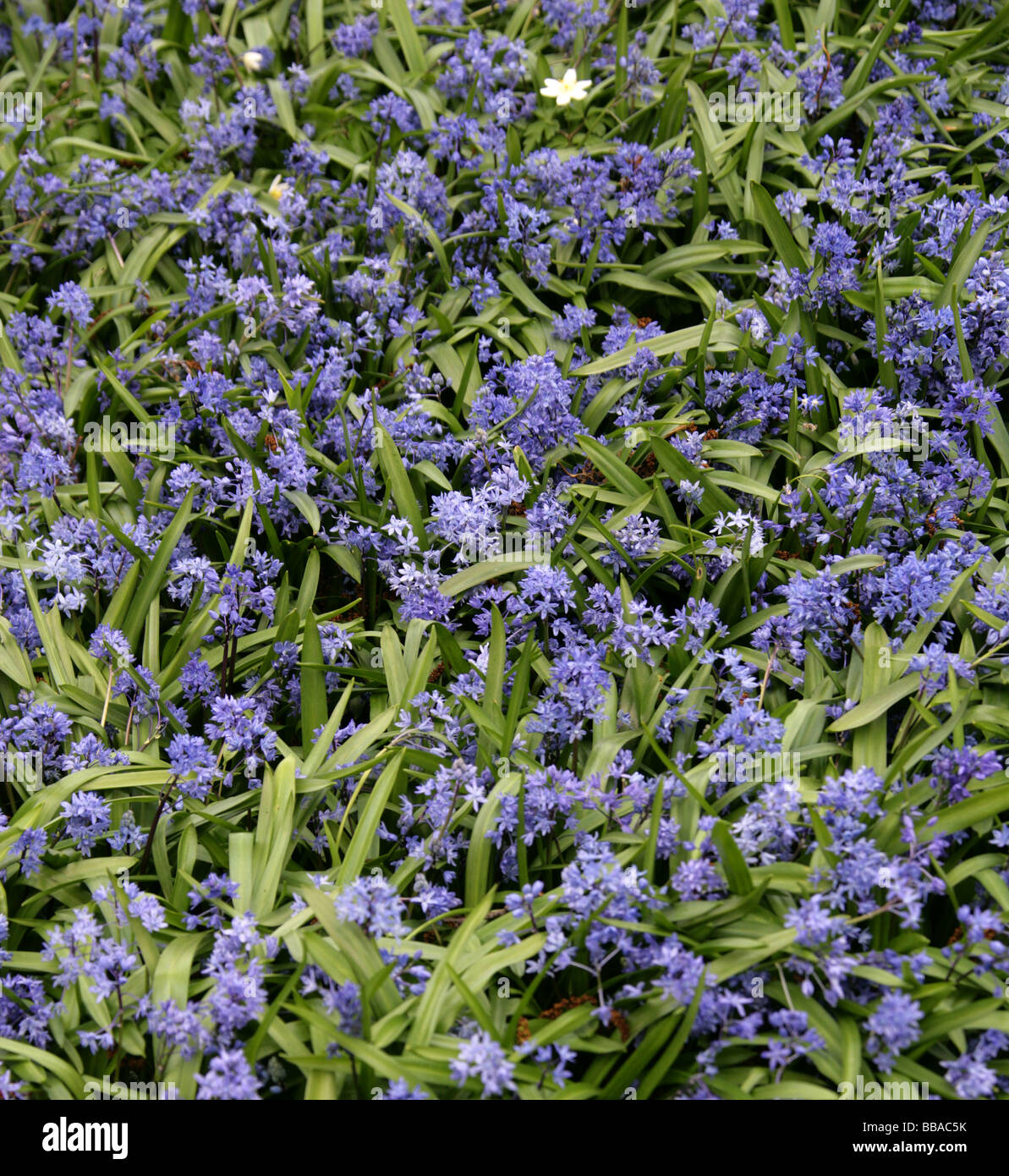 Spring Squill, Scilla Verna, Hyacinthaceae Stock Photo